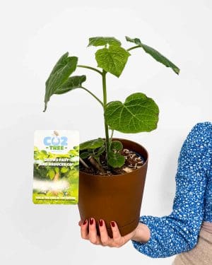 Paulovnie protáhlá 'Futuro' (Paulownia elongata) (L)