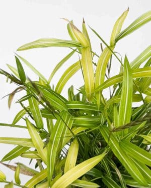 Trpasličí bambus Pleioblastus 'Tsuboi' (Pleioblastus chino) (M)