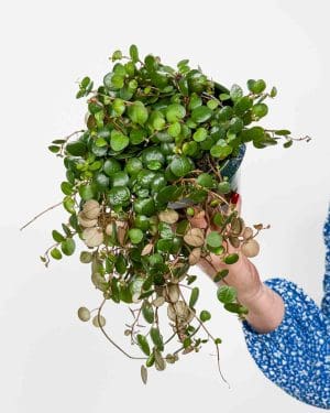 Peperomia 'Pepperspot’ (Peperomia prostata) (M)