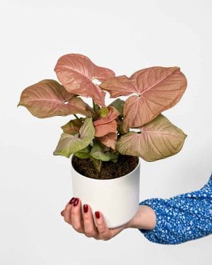 Syngonium ‘Neon Robusta’ (Syngonium podophyllum) (M)