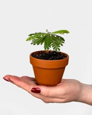 Citobýl vnímavý 'Little tree plant' (Biophytum sensitivum) (S)