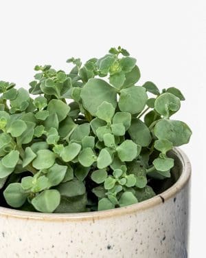 Rozchodník Sieboldův (Sedum sieboldii) (S)