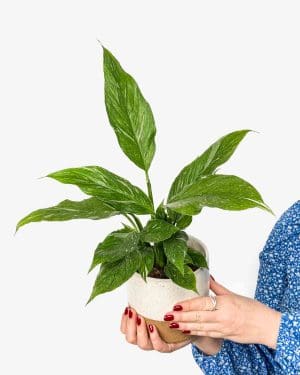 Lopatkovec 'Diamond Variegata' (Spathiphyllum) (M)