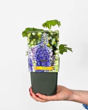 Ostrožka vyvýšená 'Dark Blue' (Delphinium elatum) (M)