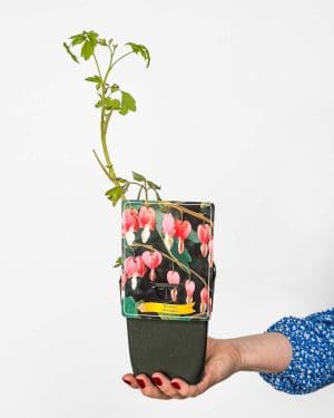 Srdcovka nádherná (Dicentra spectabilis) (M)