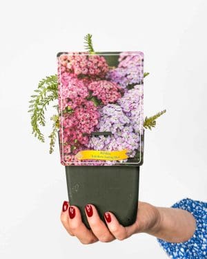 Řebříček obecný 'Rainbow Ending Blue' (Achillea millefolium) (M)