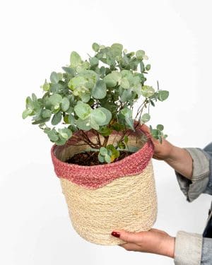 Evkaliptus - velké listy (Eucalyptus gunnii) (L)