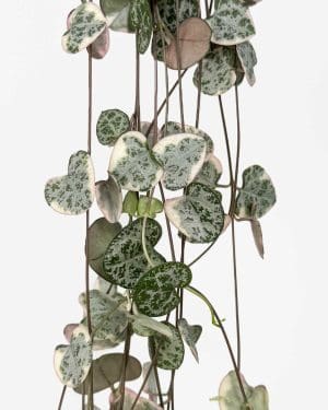 Svícník String of hearts 'variegata' (Ceropegia woodii) (S)