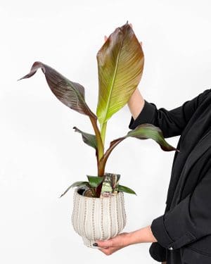 Banánovník Habešský (Ensete ventricosum ‘Maurelii’) (M)