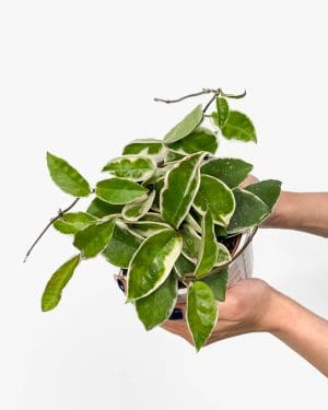 Voskovka 'Krimson Queen' (Hoya carnosa) (M)