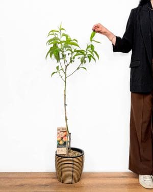 Sazenice Broskvoň (Prunus persica) (XL)