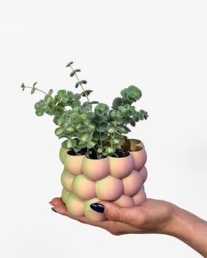 Rozchodník Sieboldův - variegata (Sedum sieboldii) (S)