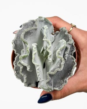 Kotyledon zvlněný (Cotyledon Undulata) (S)