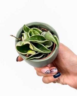 Voskovka 'Compacta Variegata' (Hoya carnosa) (XS)