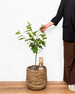 Sazenice Zakrslá třešeň chrupka 'Regina' (Prunus avium) (XL)