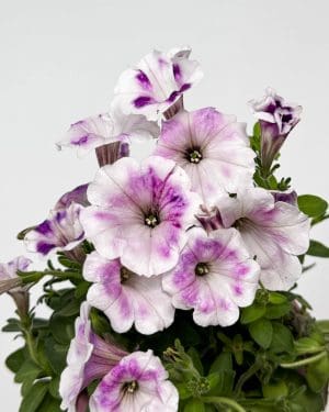 Petunie 'Painted Love Purple' (Petunia) (S)