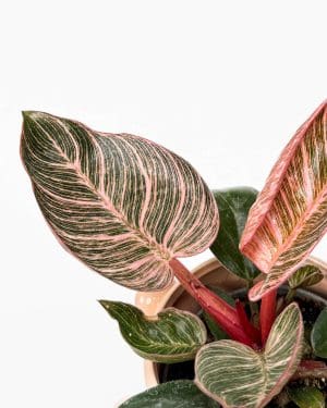 Filodendron 'Pink Birkin' (Philodendron erubescens) (S)