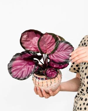 Kalátea 'Rosy' (Calathea roseopicta) (M)