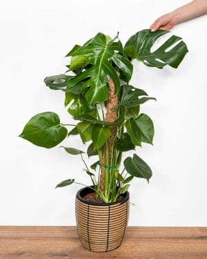 Monstera deliciosa s oporou (Monstera) (XL)
