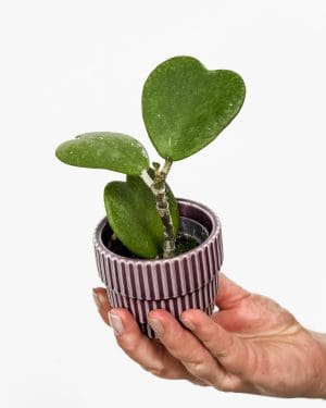 Voskové srdíčko - dospělá rostlina (Hoya kerrii) (XS)