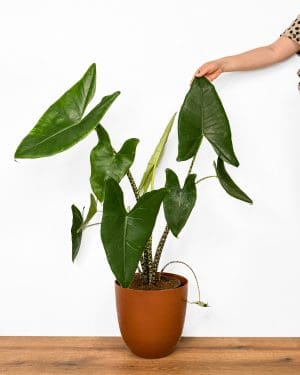Alokázie zebrina (Alocasia) (XL)