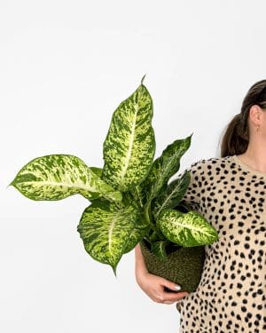 Difenbachie 'Mars' (Dieffenbachia) (L)