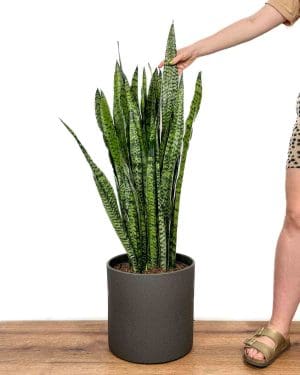 Tchýnin jazyk 'Zeylanica' (Sansevieria trifasciata) (XXL)