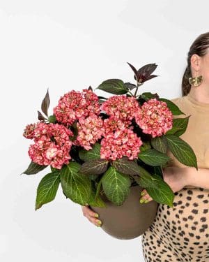 Růžová hortenzie 'Hovaria Ripple' (Hydrangea macrophylla) (L)