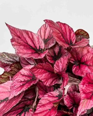 Begónie 'Indian Summer' (Begonia rex) (L)