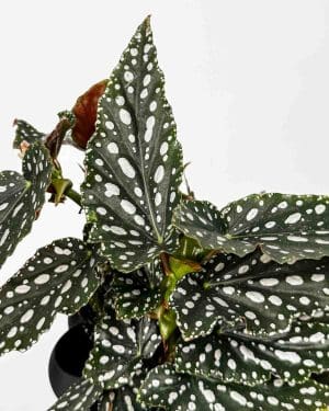 Begónia maculata 'Spotlight Green' (Begonia) (M)