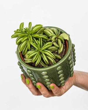 Peperomie 'Fire Sparks' (Peperomia ferreyrae) (S)