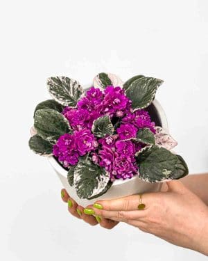 Africká fialka ‘Hovariagata’ (Streptocarpus sect. Saintpaulia) (M)