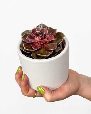 Echevérie 'Magic Red' (Echeveria) (S)