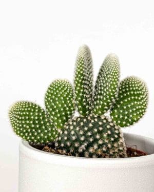Bunny cactus (Opuntia microdasys 'Albispina') (S)