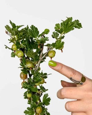 Angrešt (Ribes uva-crispa 'Captivator') (M)