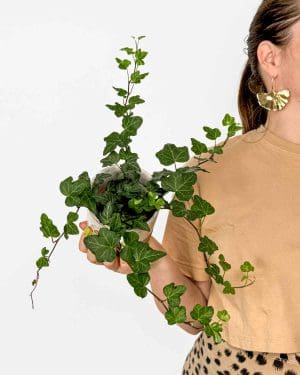 Břečťan  'Wonder' (Hedera helix) (S)