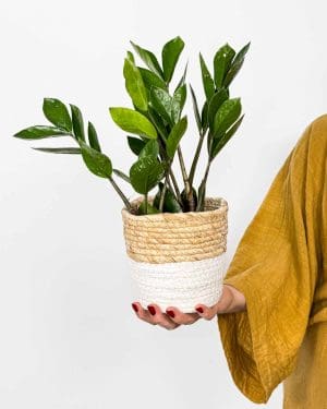 Zamiokulkas (Zamioculcas zamiifolia) (M)