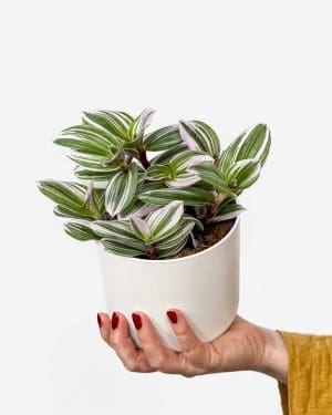 Voděnka ‘Nanouk’ (Tradescantia cerinthoides) (M)