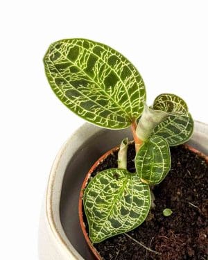 Jewel orchid (Macodes petola) (XS)