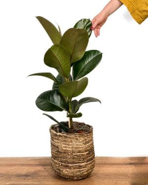 Fíkus 'Robusta' (Ficus elastica) (XL)