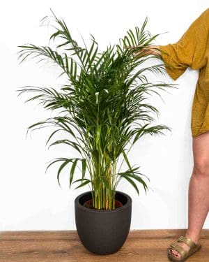 Palma areková (Dypsis lutescens) (XL)