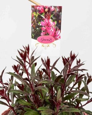 Svíčkovec Lindheimerův 'Cerise' (Gaura lindheimeri) (L)