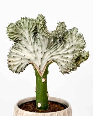 Pryšec v okrasném květináči - bílá (Euphorbia) (S)