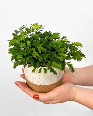 Citlivka stydlivá (Mimosa pudica) (S)