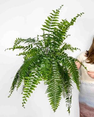 Kapradina 'Macho' (Nephrolepis biserrata) (XL)