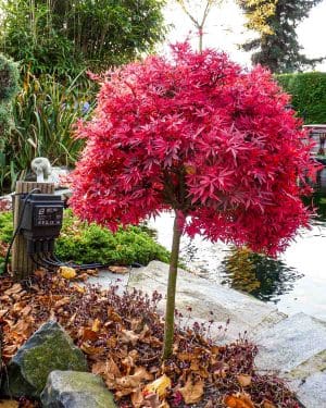 Červený javor dlanitolistý 'Shaina' (Acer palmatum) (XL)
