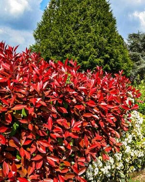Červená fotinie 'Magical Volcano' (Photinia fraseri) (XXL)