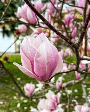 Růžová magnolie 'Pink Ice' (Magnolia) (XL)