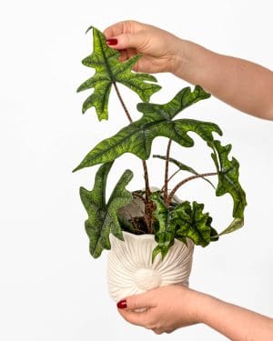 Alokázie 'Jacklyn' (Alocasia tandurusa) (M)