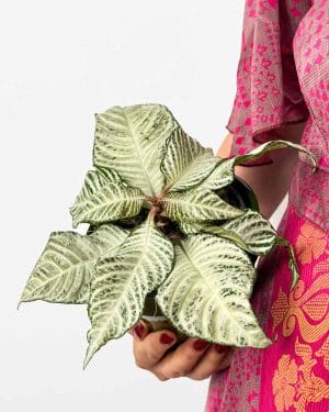 Afelandra drsná 'White Wash' (Aphelandra squarrosa) (M)